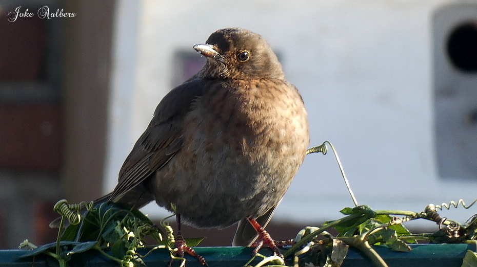 Wat is dit voor vogel?
